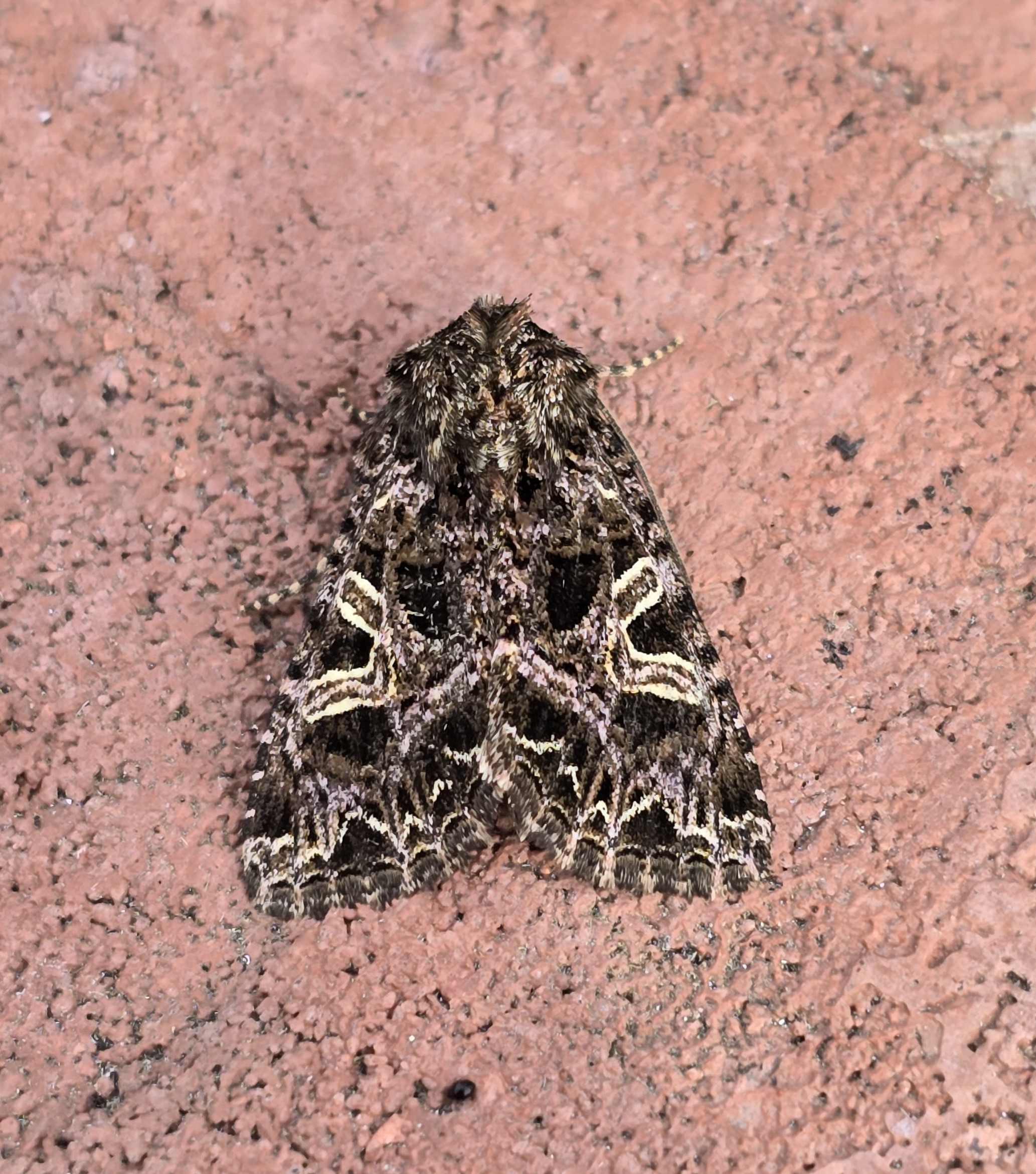 Photo of Campion (Sideridis rivularis)